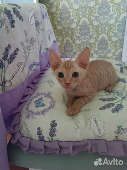 Донской сфинкс котята