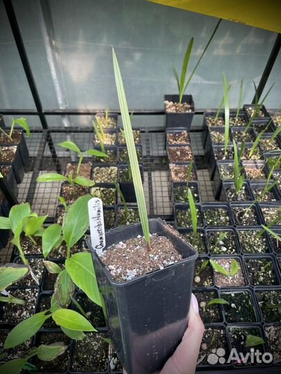 Хамеропс Хумилис / Chamaerops Humilis