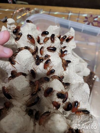 Сверчки домовые, Туркменские тараканы