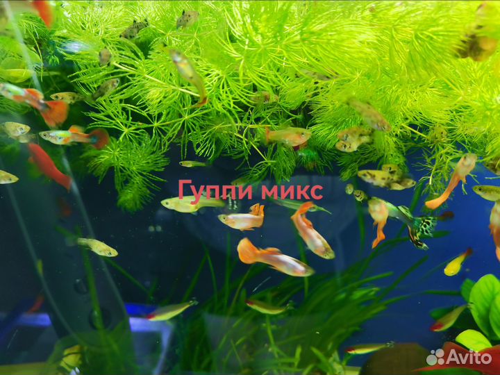 Аквариумные рыбки