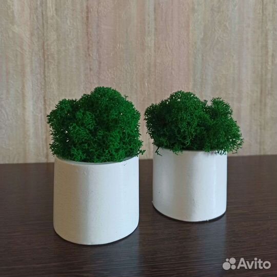 Стабилизированный мох в кашпо, набор 2шт