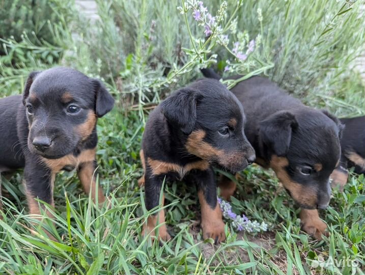 Щенки ягдтерьера