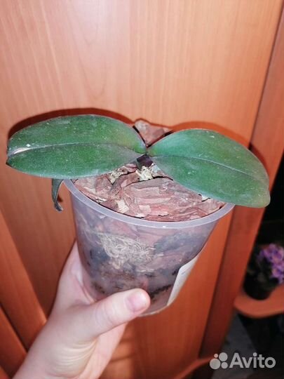 Детка орхидеи Пандора