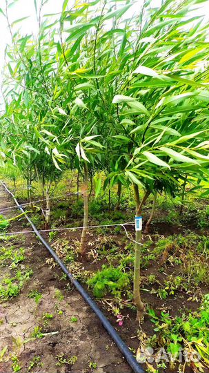 Ива шаровидная