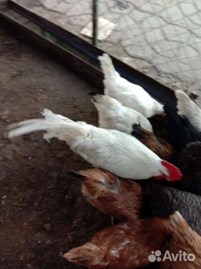 Петухи