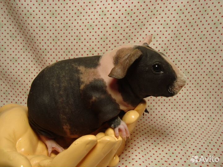 Морские свинки скинни