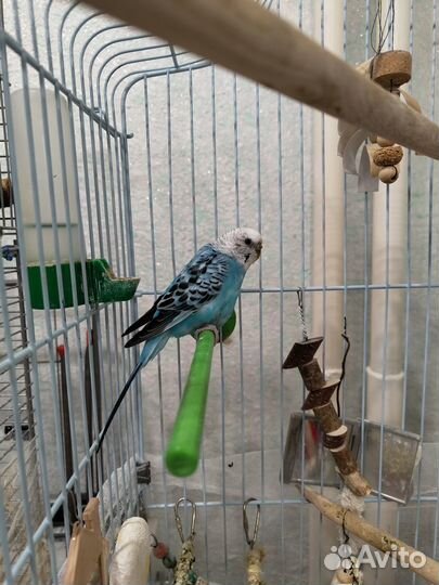 Волнистый попугай