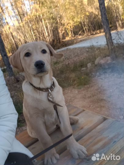 Лабрадор ретривер