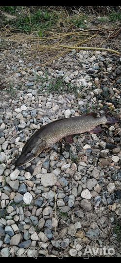 Рыбалка на щуку