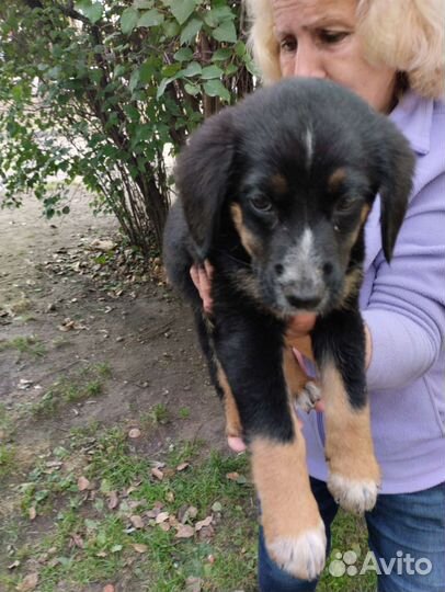 Собака в добрые руки щенок