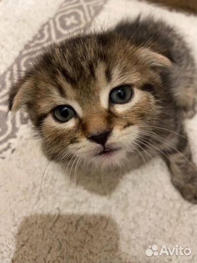 Вислоухие котята