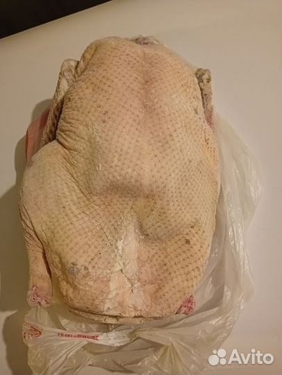 Гусь халяль продам