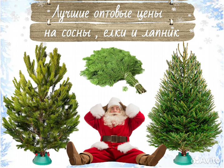 Сосны опт / лапник