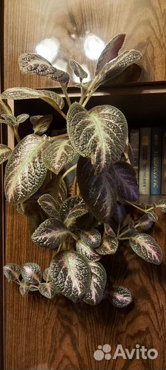 Эписция 3 вида