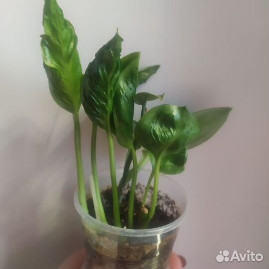 Эпипремнум Годзилла и Мунлайт