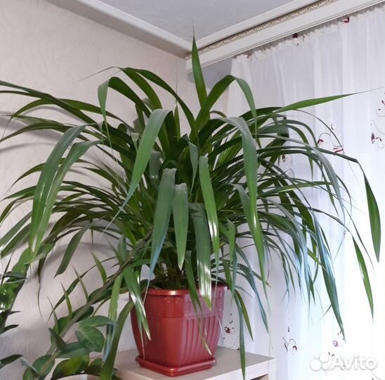 Цветок для дома Панданус или винтовая пальма