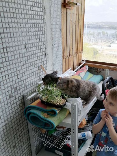 Зооняня/ передержка животных