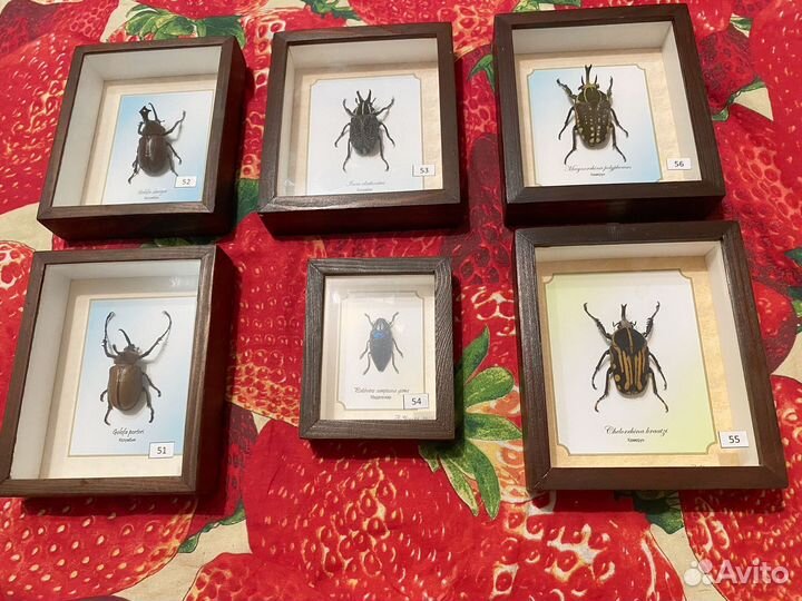 Насекомые жуки бабочки в коробках часть 2