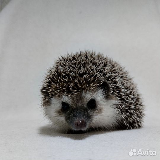 Африканский ежик
