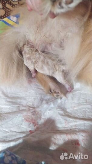 Ветеринарный врач