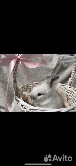 Декоративные кролики