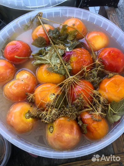 Соленья домашние квашенные