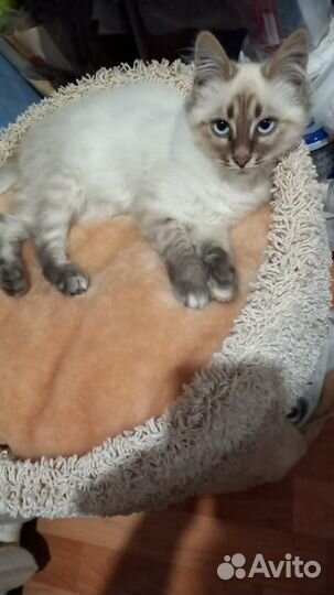 Отдам котенка