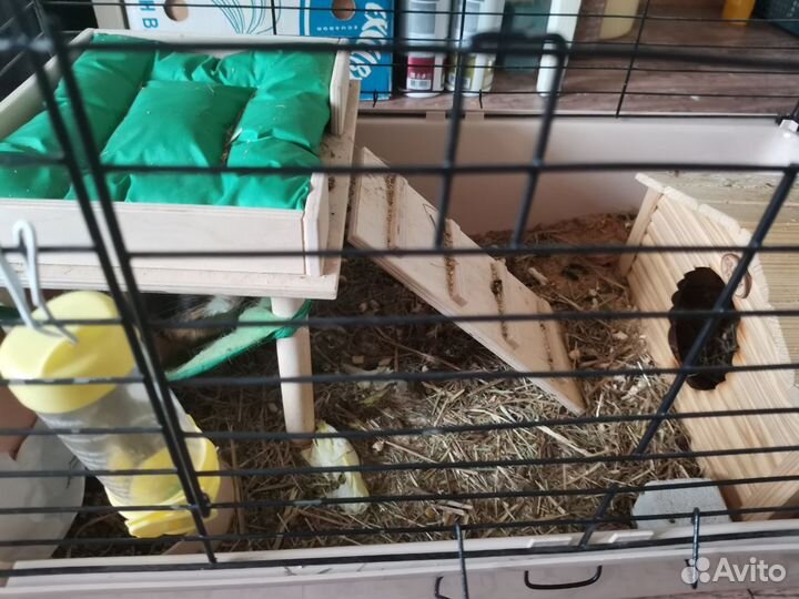 Морская свинка с клеткой