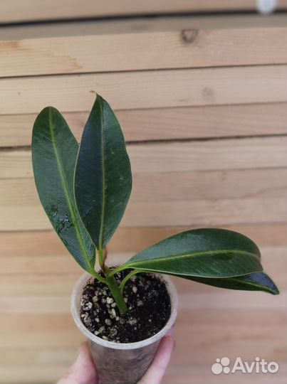 Фикус эластика мелани