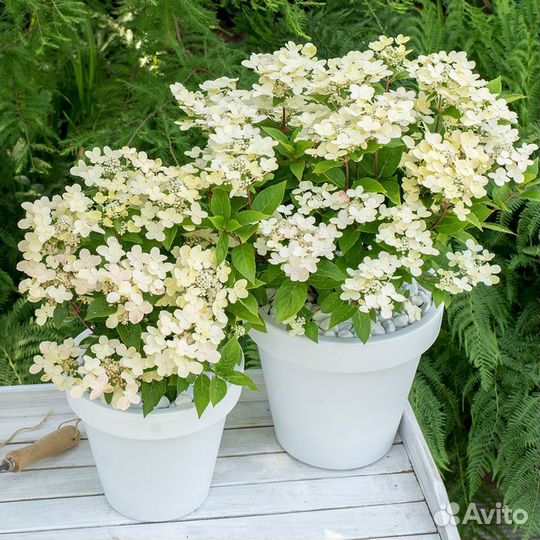 Гортензия метельчатая Polestar/С25