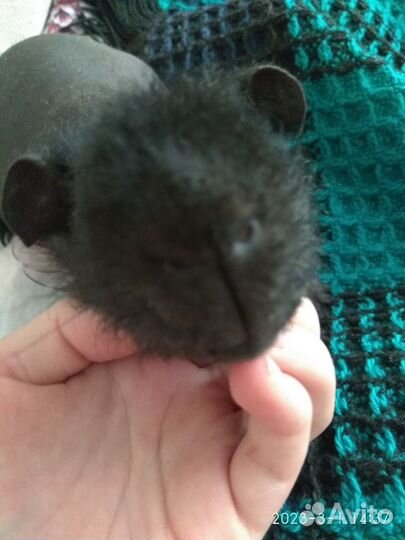 Моская свинка скинни (лысая)