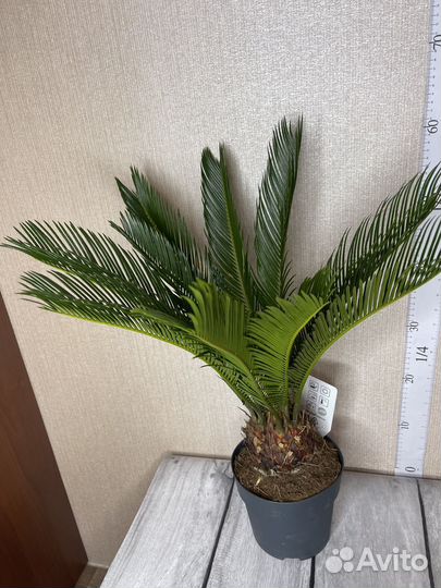 Пальма Цикас революта комнатные цветы