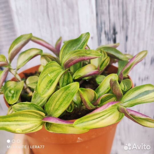 Tradescantia Gelfling