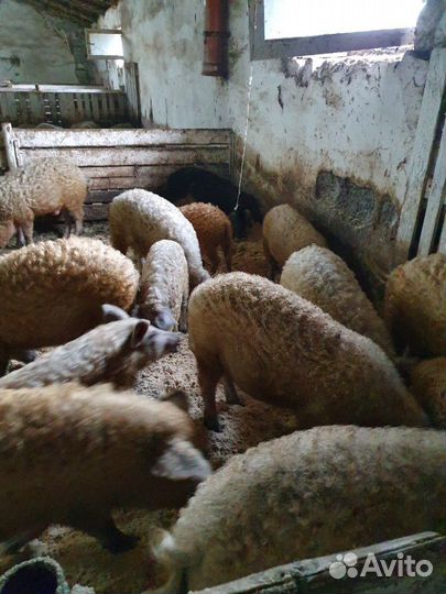 Мангалица племенные свинки и хряки