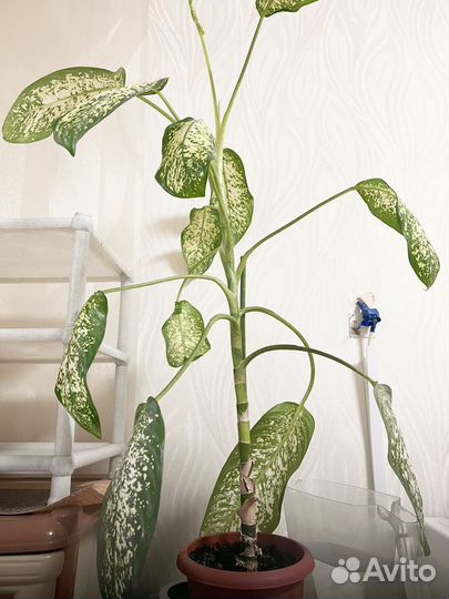 Цветы комнатные