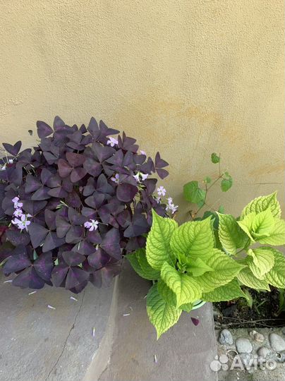 Кислица оксалис