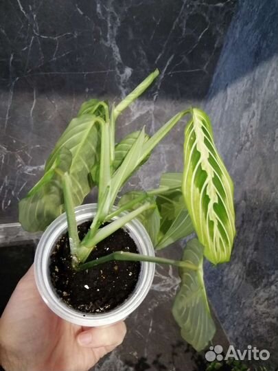 Маранта Lemon Lime и другие