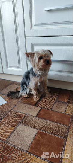 Йоркширский терьер