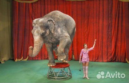 Билеты в Уголок Дедушки Дурова за 1/2