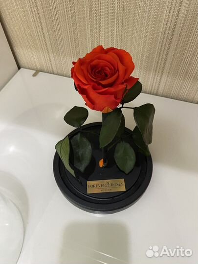 Роза в колбе