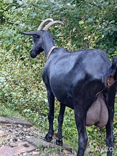 Молоко альпийской козы