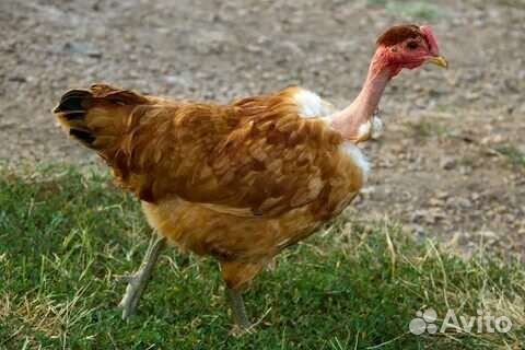 Куры голошейки молодки
