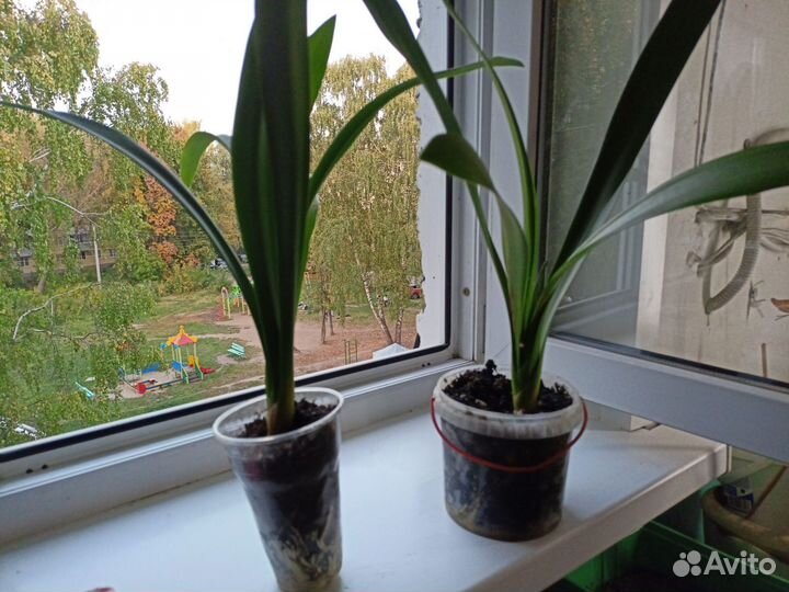 Комнатные цветы Кливия