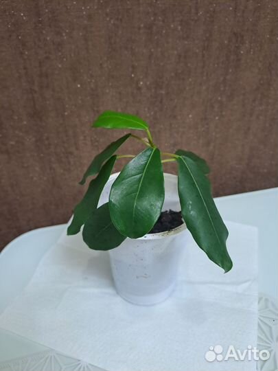 Алое и фикус, колеус, фиалка