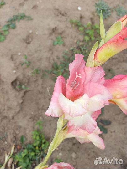 Гладиолусы луковицы