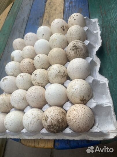 Яйцо на инкубацию индюшинное