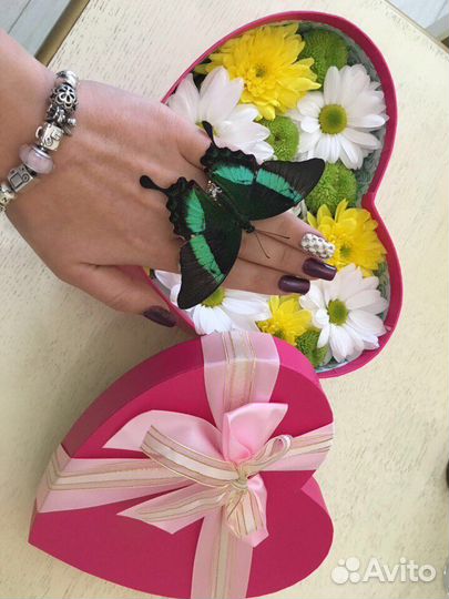 Живые бабочки и Фермы бабочек Ростов