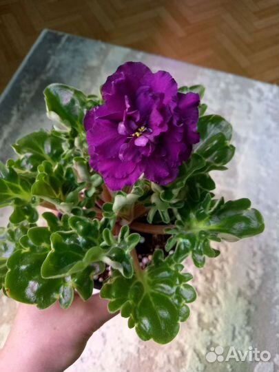 Сортовые фиалки