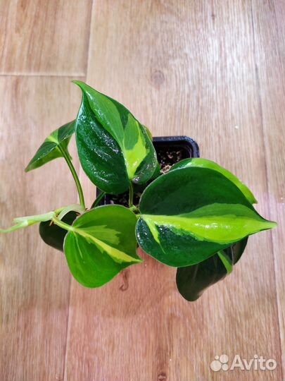 Филодендрон