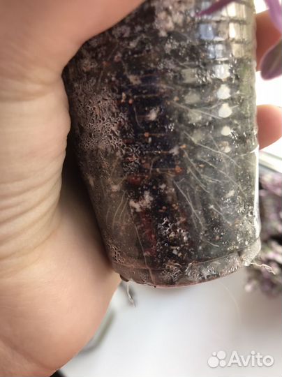 Коллизия Пинк Леди